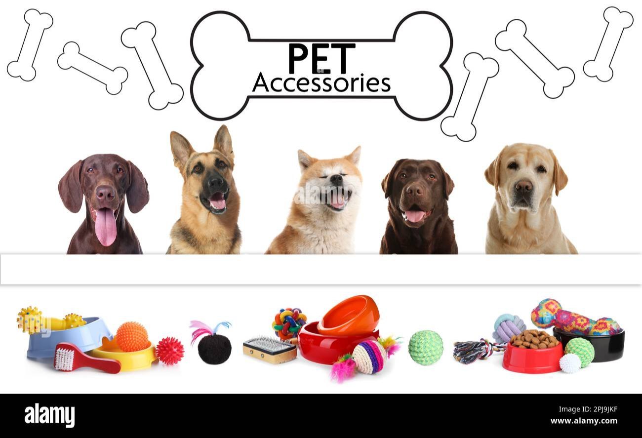 Pet Accessories
