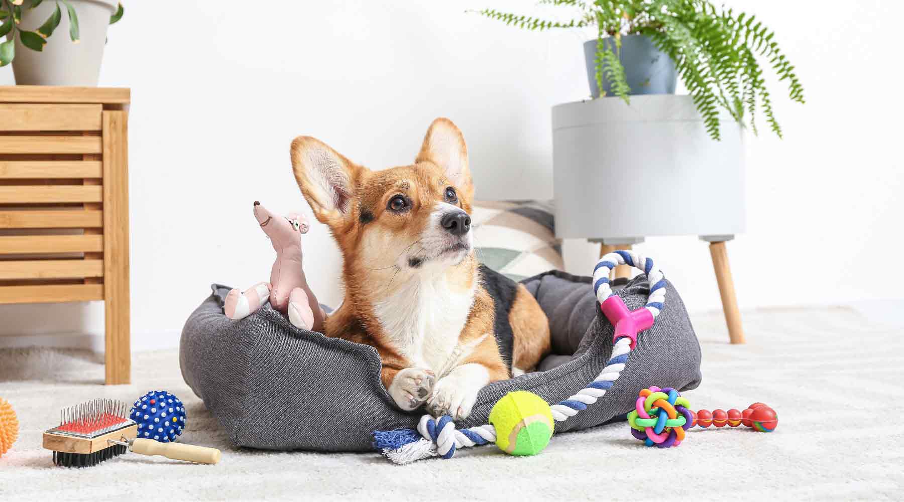 Pet Toys