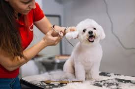Grooming Serveces
